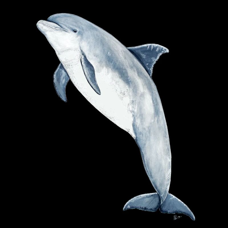 Bottlenose dolphin - Bottlenose dolphin - Grand dauphin