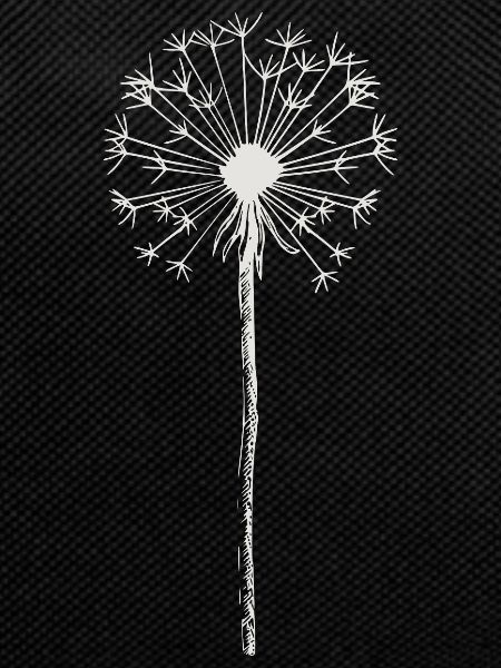 Dandelion - Dandelion - Nature
