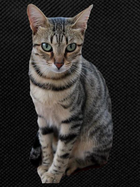 Cat cat sweet kitten