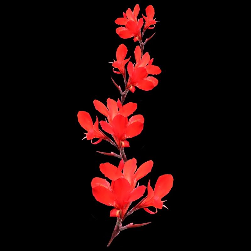 Tube de fleurs Fleurs rouges
