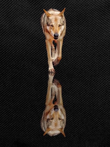 Here I come - Wolfdog