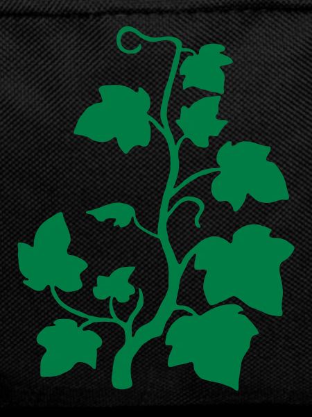 ivy