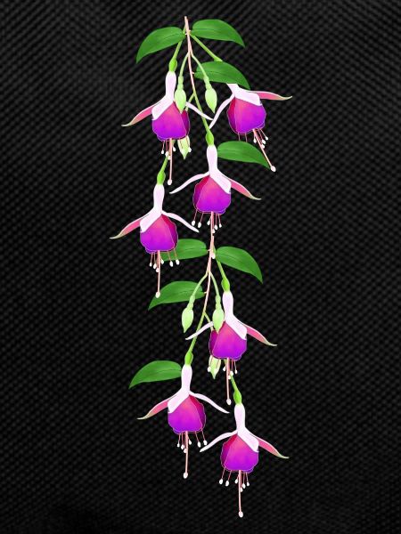 Fuchsia, fleurs