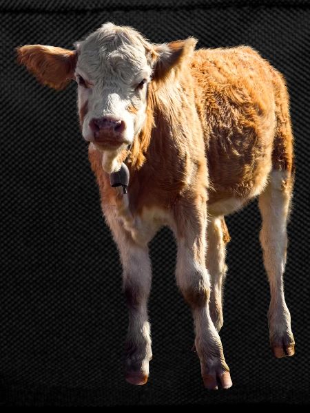 cow cow calf calf beef