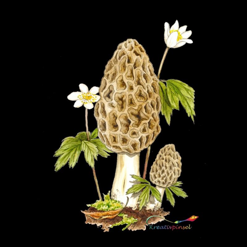 Morille et anémone des bois