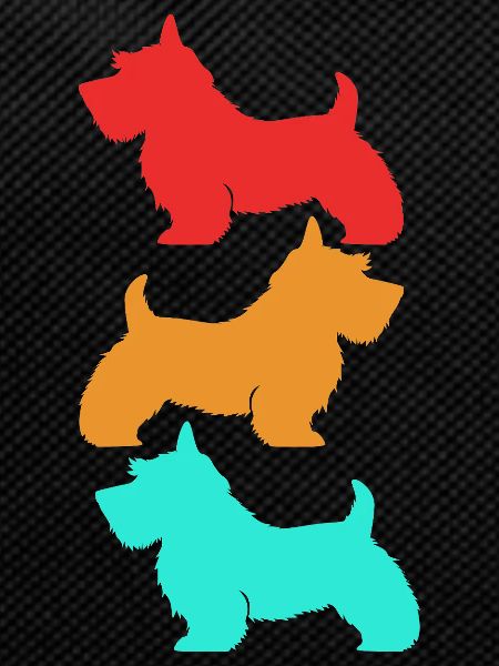 Scottish Terrier