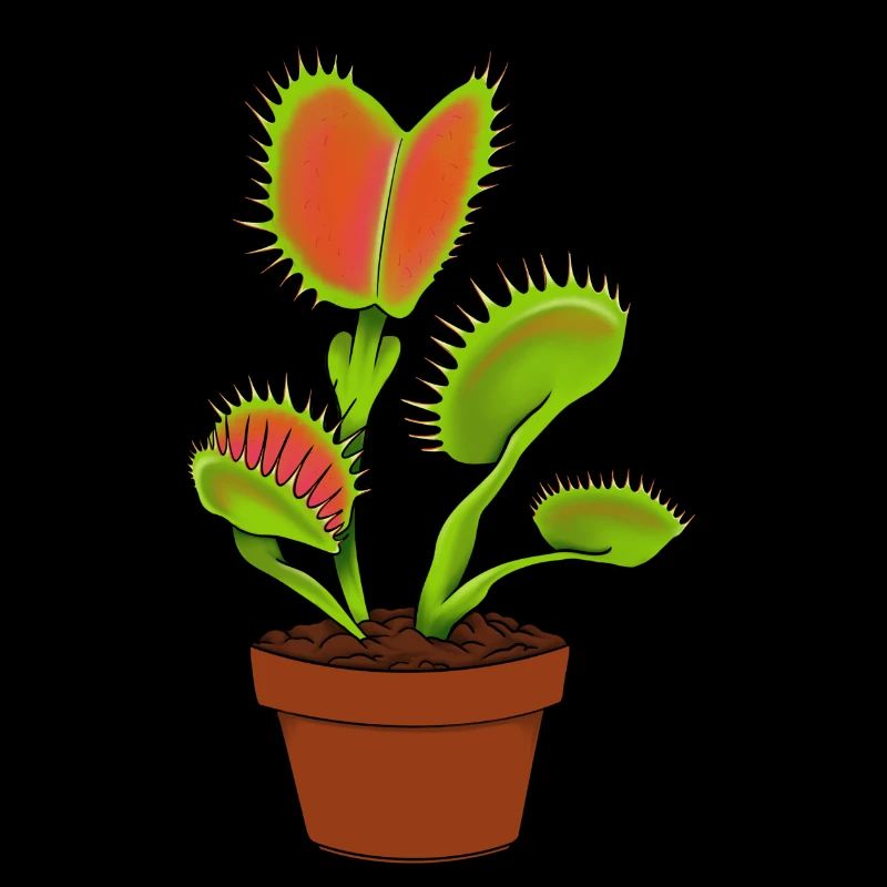 Carnivorous plantVenus flytrap