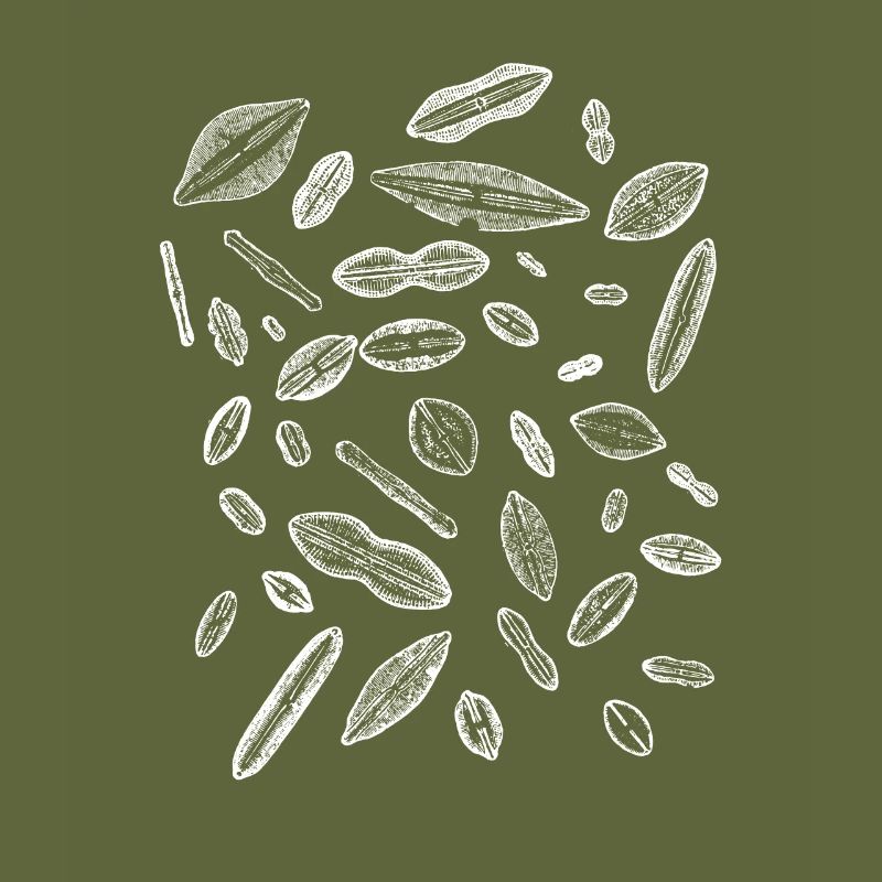diatoms, algae diatom