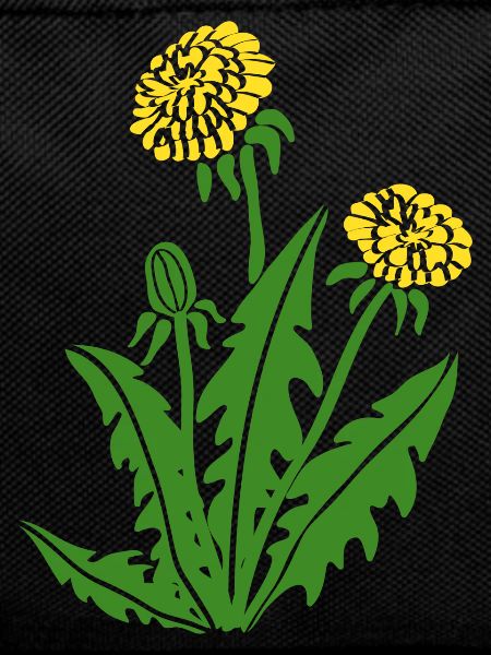 dandelion hawkbit blowball clock flower