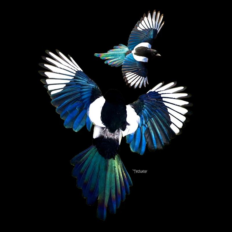 Magpies