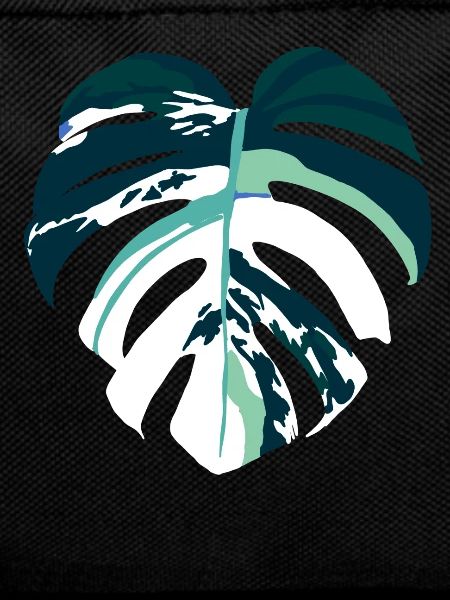 Monstera Variegata