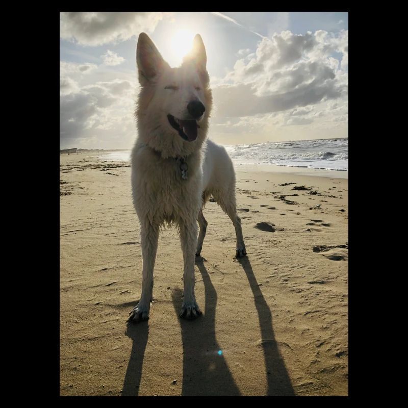 Dog on the beach
