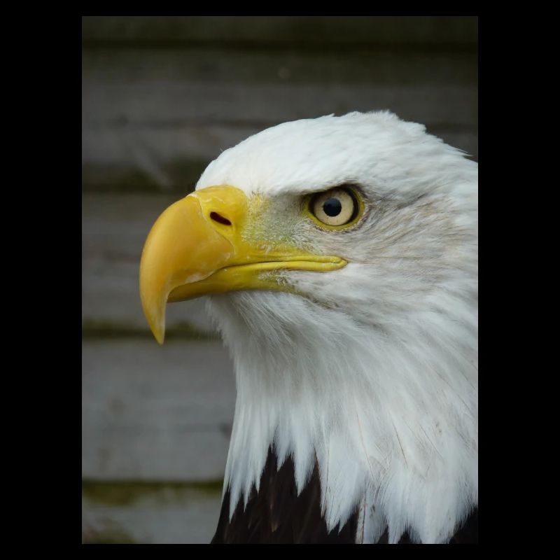 American Bald Eagle