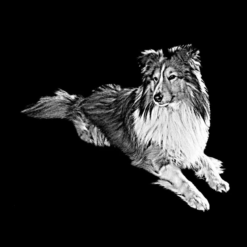 Sheltie L