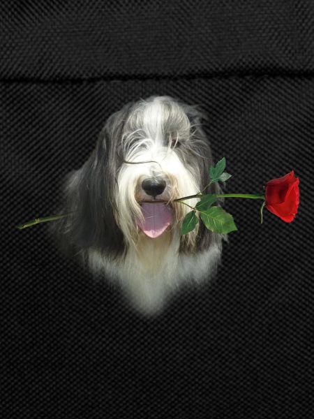 Bearded Collie-Rose