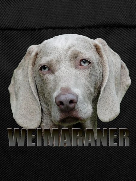 Weimaraner