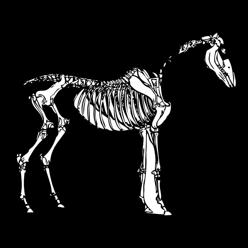horse248