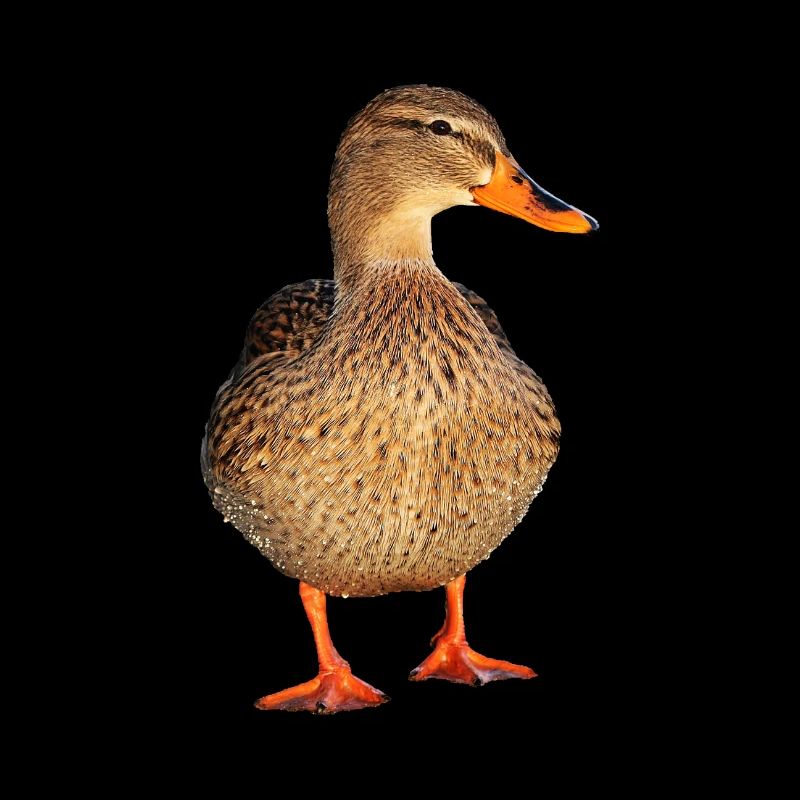 duck59