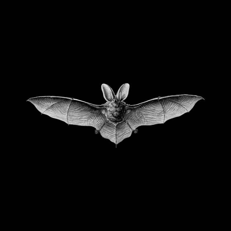 Fledermaus