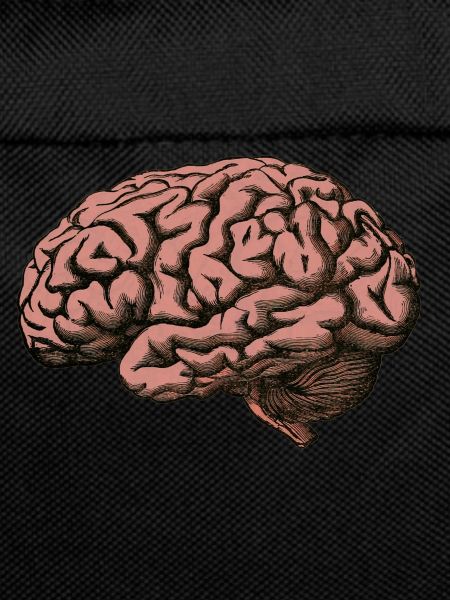 The brain