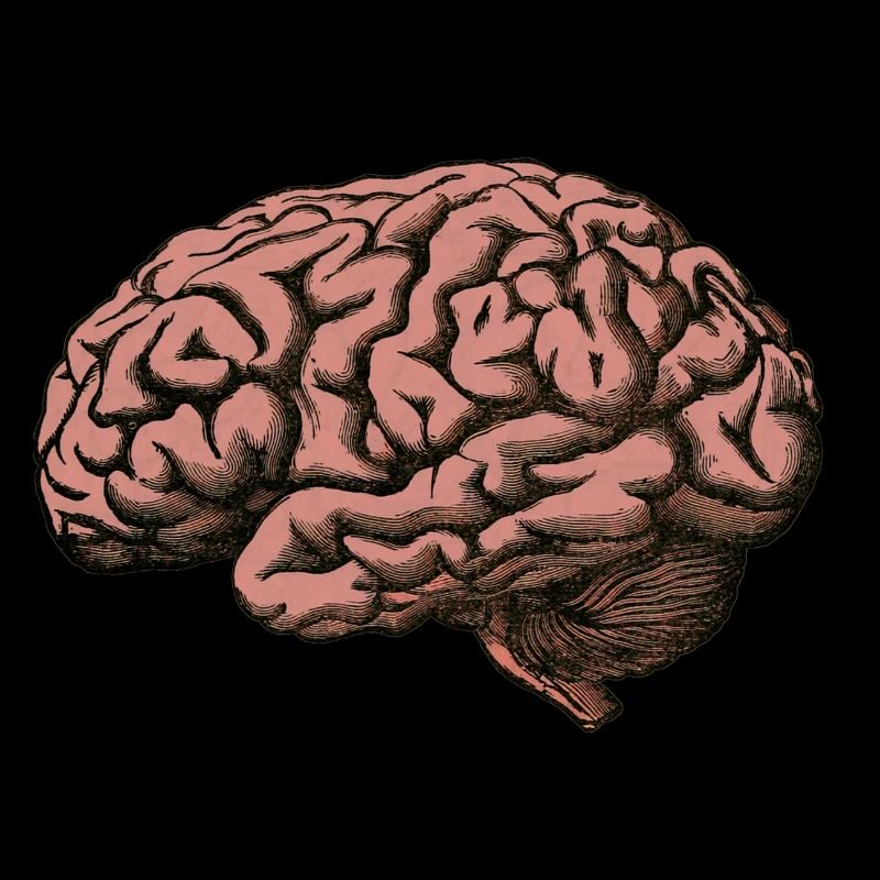 The brain