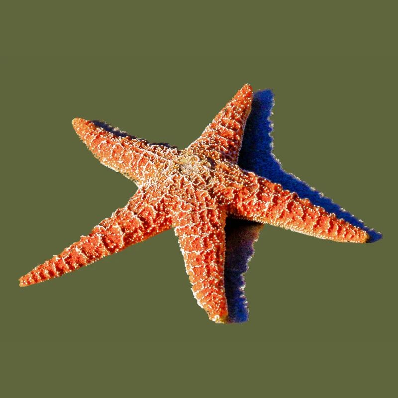 A beautiful starfish