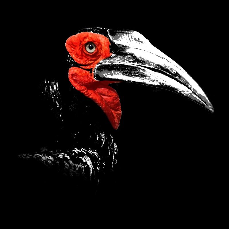Southern Ground Hornbill