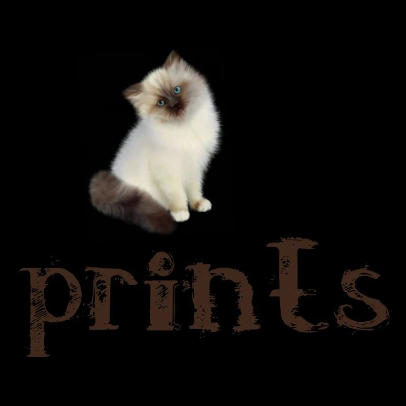 Brown/White Birman Cat