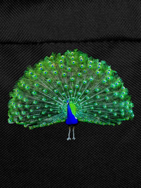 Vert paon, bleu