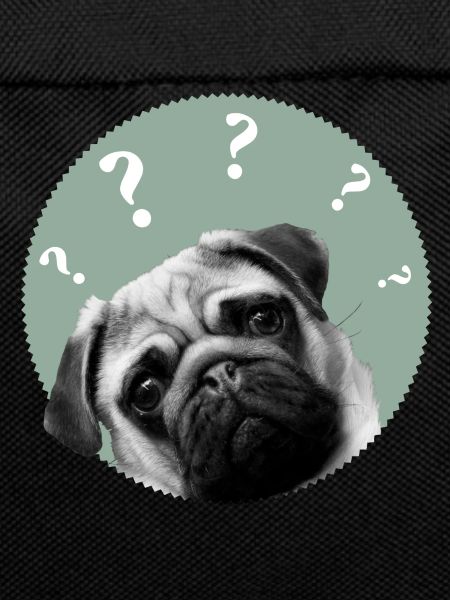 pug