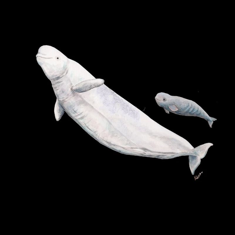 Béluga blanc et son veau - Béluga et veau