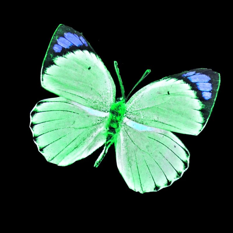 Papillon - nuances de vert vert bleu uni