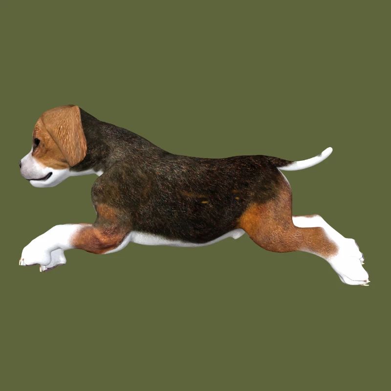 Chiot Beagle