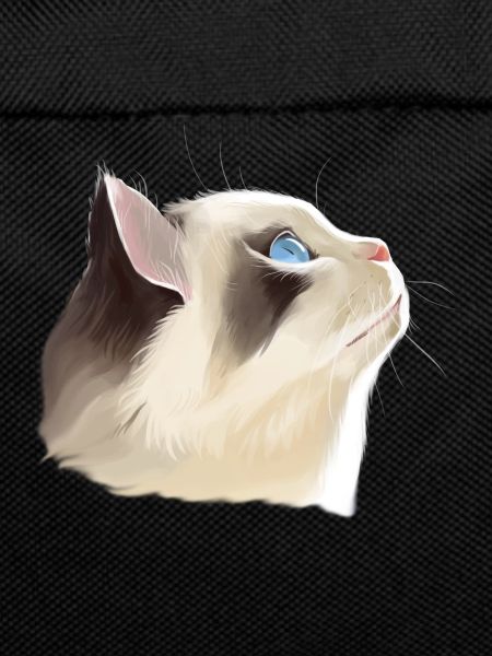 Chat à l’air
