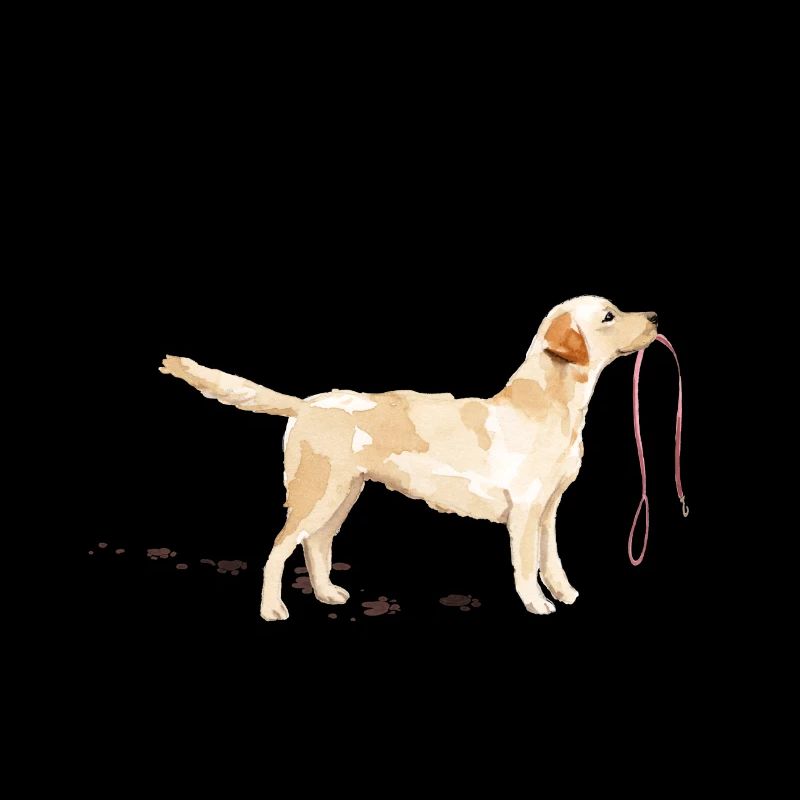 Labrador jaune avec pattes boueuses et laisse