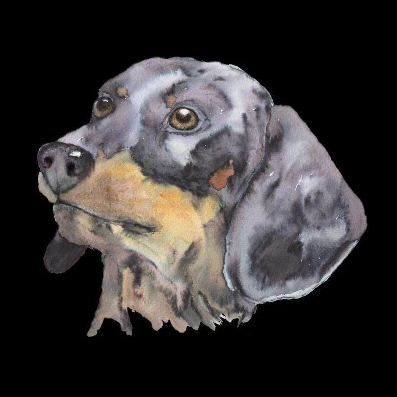 Dackel