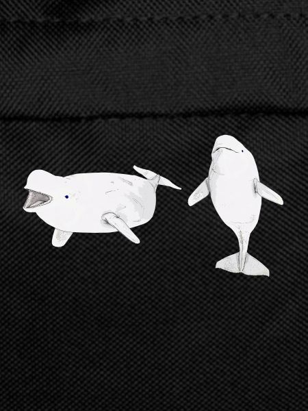 Two beluga whales