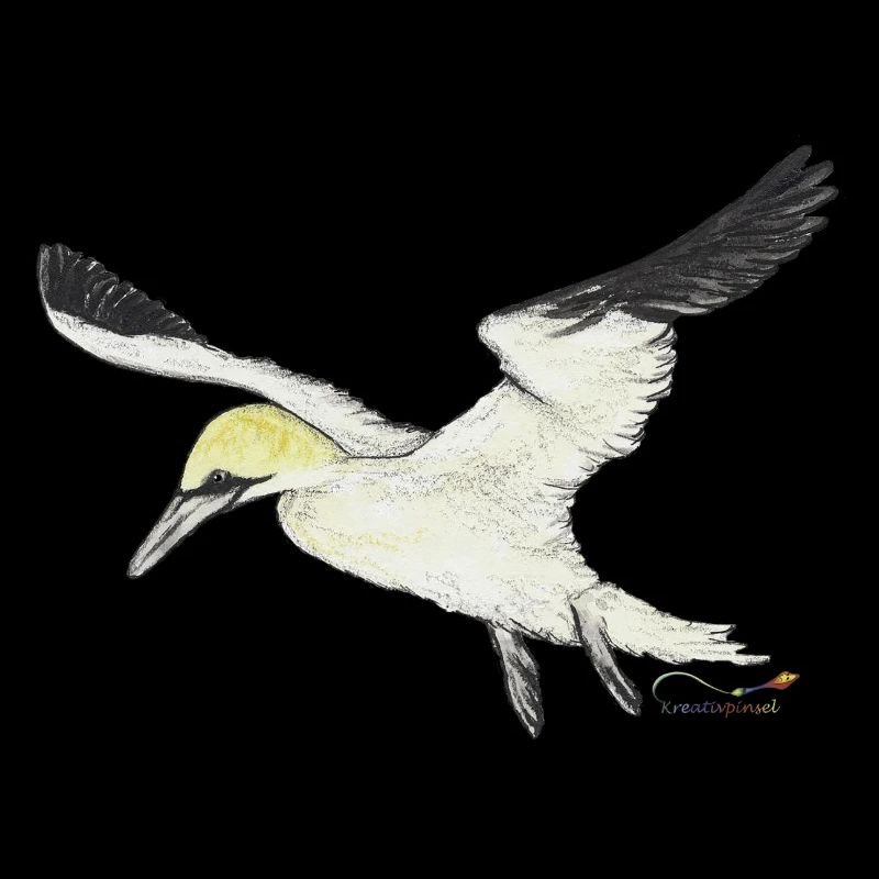 Gannet, a seabird