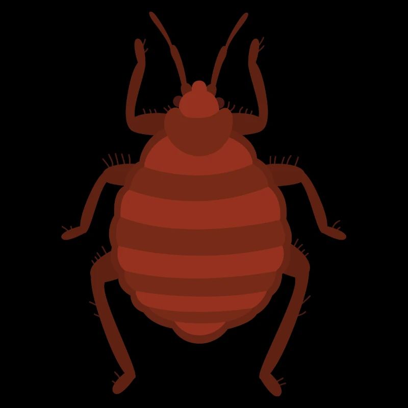 Bettwanze