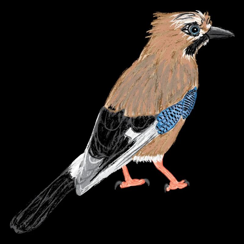 Eichelhäher / Eurasian Jay I