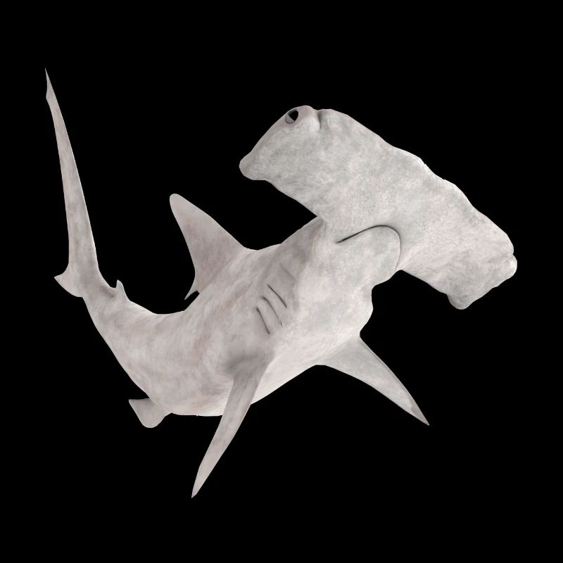 Great hammerhead, shark, shark