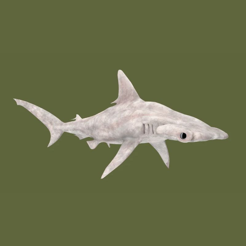Great hammerhead, shark, shark