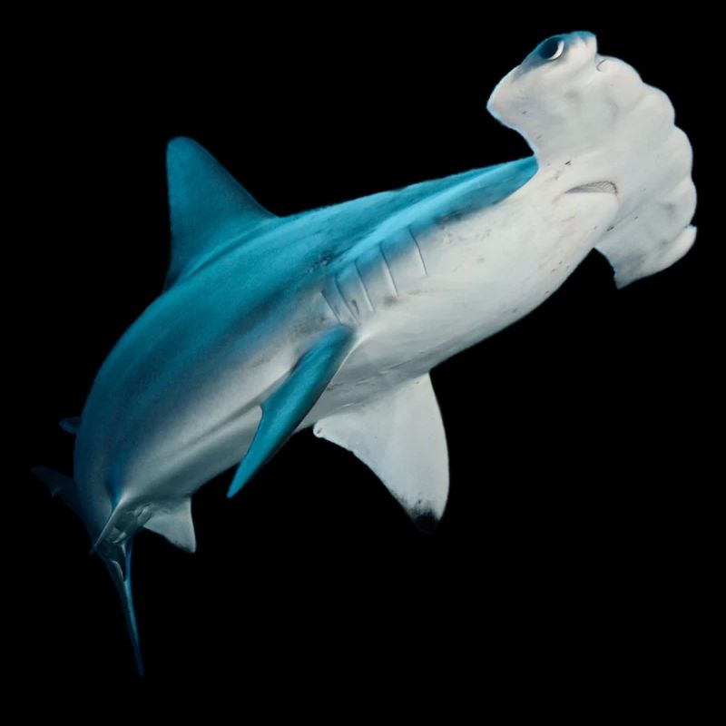 requin-marteau