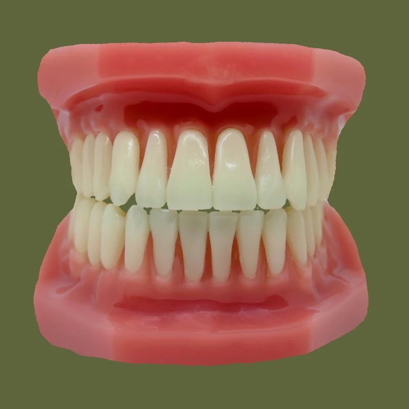 Teeth