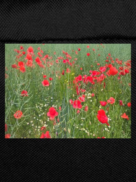 Poppy meadow