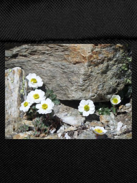 Fleurs alpines