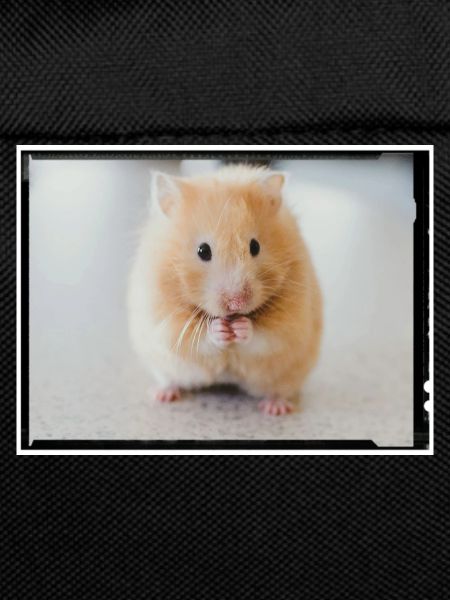 hamster