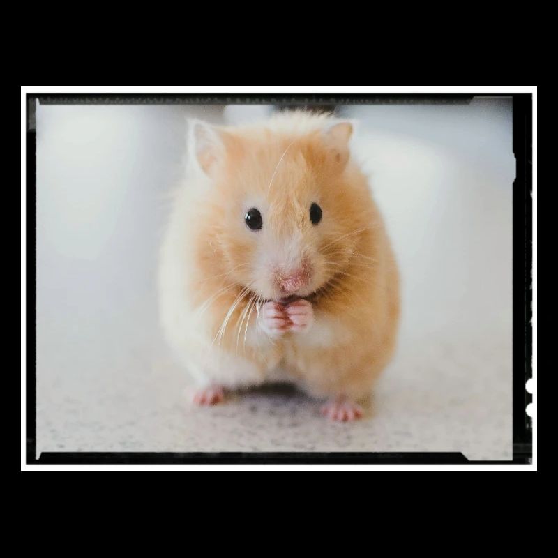 hamster
