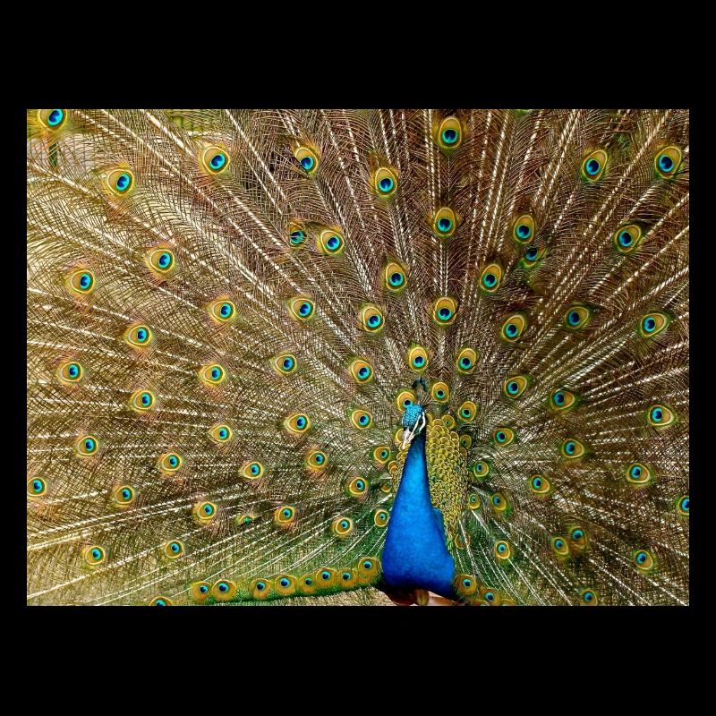 Peacock with feather splendour