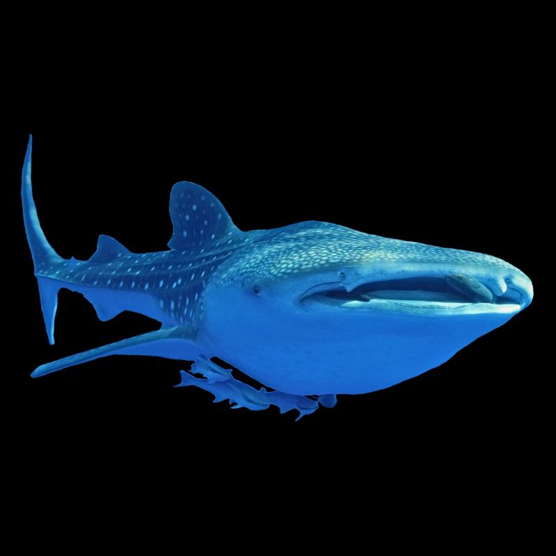 requin baleine4k